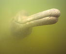 The seven river, five nation Latin American river dolphin survey will help river dolphin conservation efforts on five continents