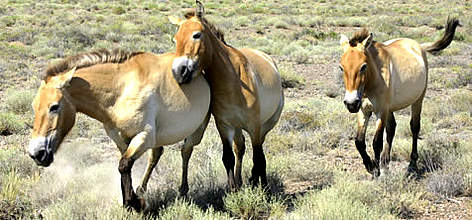 Przewalski's horse or Takhi, (Equus ferus przewalski) is the only true wild horse left in the world. / ©: WWF-Canon / Hartmut JUNGIUS Przewalski's horse or Takhi, (<i>Equus ferus przewalski</i>) rel=