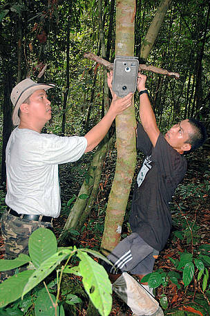 WWF staff set up the camera trap in the Bornean jungle of Sabah. This camera trap took the first ... / ©: WWF-Malaysia/Raymond Alfred WWF staff set up the camera trap in the Bornean jungle of Sabah. This camera trap took the first ... / ©: WWF-Malaysia/Raymond Alfred