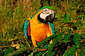 Blue and yellow macaw, Amazonas, Brazil. / ©: WWF / Zig KOCH Blue and yellow macaw, Amazonas, Brazil. / ©: WWF / Zig KOCH