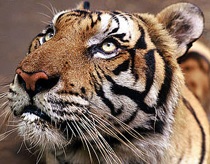Rehabilitation Centre, Petchaburi, Thailand. One of two tigers orphaned by poachers. The trade in ... / ©: WWF-Canon / Adam OSWELL Rehabilitation Centre, Petchaburi, Thailand. One of two tigers orphaned by poachers. The trade in ... / ©: WWF-Canon / Adam OSWELL