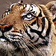 &copy; WWF-Canon / Adam OSWELL