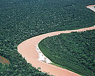 Amazon forests.
