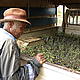 A man admires the seedlings being given to his town to plant so that the mature trees can be used for wood instead of trees from the forest © WWF / Moira Hough