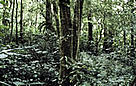 Swamp forest in the Kerinci-Seblat National Park.  / &copy;: WWF-Canon / Mauri RAUTKARI