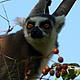 Maki Catta, Site écotouristique d'Anja © WWF / Mylène Francoeur
