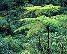Madre de Dios is a region in which WWF Peru combines investigation of field and modern technology to determinate the potential of REDD mechanisms.