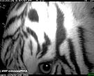 A Sumatran tiger comes up close to a camera trap for a better look. Bukit Tigapuluh, Indonesia.  