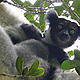 Indri, Parc National d'Andasibe © WWF / Mylène Francoeur