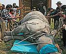Success! A tranquillized rhino being loaded into a crate