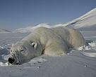 Polar bears usually sleep for about an hour after they are tranquilised. During this time scientists collect important information about their health and fit them with a radio collar that can be tracked via satellite.