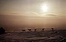 Rangifer tarandus, Reindeer Poroja, Finland. / &copy;: WWF-Canon / Mauri RAUTKARI