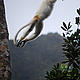 Silky Sifaka, Marojejy Nationalpark, Madagascar © WWF Madagascar / Martina Lippuner