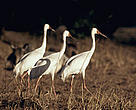  / &copy;: WWF-Canon / Michel TERRETTAZ