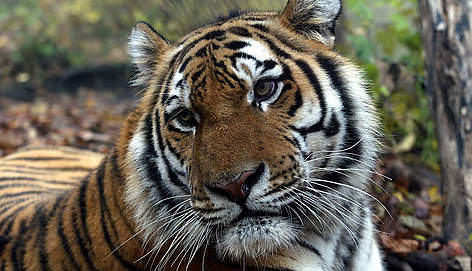 Amur tiger (Panthera tigris altaica) / ©: WWF Russia / Vladimir Filonov rel=