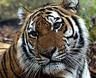Amur tiger (Panthera tigris altaica)