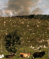 Cattle ranching and forest burning near the Rio Branco River in the Amazon. Brazil
/ ©: WWF-Canon / Mark EDWARDS / ©: WWF-Canon / Mark EDWARDS