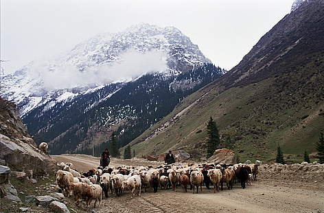 Shepherds and their flock in Kazakhstan / ©: WWF-Russia / Nikolay Kuznetsov rel=