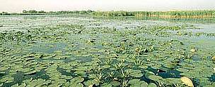 Water lilies in the delta of the Danube river, Danube Delta National Park, Romania.