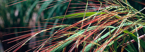 Close-up of flowers of wild rice (Oryza barthii) / ©: WWF-Canon / Vin J. TOLEDO rel=