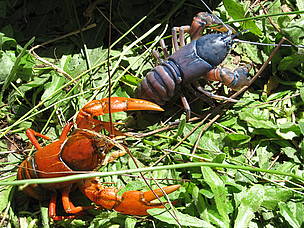 Crayfish from a stream in the Fandriana-Marolambo forest corridor / ©: WWF / Moira Hough / ©: WWF / Moira Hough