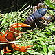 Crayfish from a stream in the Fandriana-Marolambo forest corridor © WWF / Moira Hough