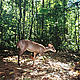 Red Brocket Deer (Mazama americana): The red brocket deer travels alone or in pairs, and is threatened by hunting and deforestation. © BRIT / WWF-AREAS_Amazonia