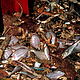 Bycatch