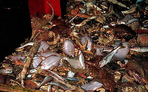 Bycatch