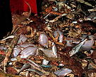 Bycatch
