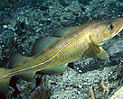 Consumers around the Baltic region will soon be able to buy MSC certified cod from Baltic Sea