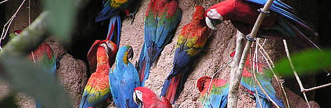 Tres especies de guacamayo en una “colpa” o pared de arcilla en Tambopata, Perú. / ©: WWF / ©: WWF