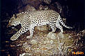 Caucasian leopard / &copy;: WWF Armenia / A. Malkhasyan / I. Khorozyan / M. Boyajyan