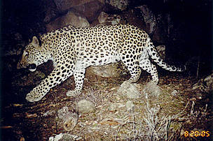 Caucasian leopard