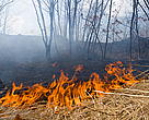 During the autumn spring fire season of 2008-2009 one third of south-west Primorye was lost in fires.  