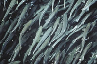Pink salmon, also known as Humback salmon, (Oncorhynchus gorbuscha) migrating upstream to spawn. ...