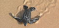  / &copy;: WWF Gabon