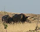 Black Rhinos in Southern Africa 