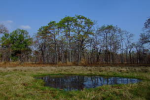 Learn more about dry forest ecology. / ©: Arnulf Koehncke / WWF-Cambodia / ©: Arnulf Koehncke / WWF-Cambodia