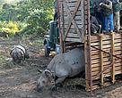 A safe release into India's Manas National Park.