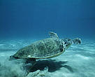 Loggerhead turtle swimming at bottom of open sea. Lagana Bay, Zákinthos, Greece