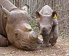 A black rhino cow, recovering in a pen after vet treatment for a gunshot wound through the shoulders, with her calf