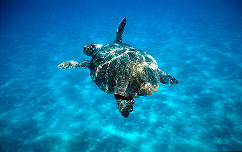  / &copy;: WWF-Canon / Michel GUNTHER 
