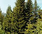 WWF Friends' Clubs saved Christmas trees from logging