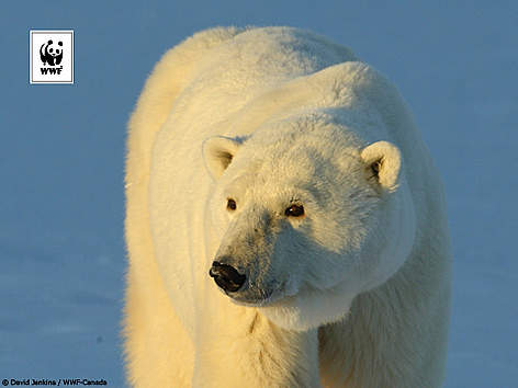  / &copy;: naturepl.com/Eric Baccega / WWF