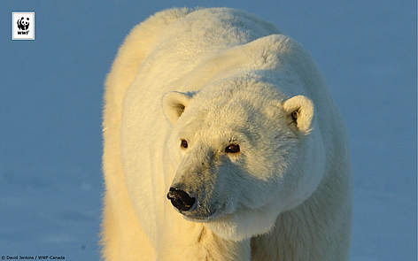 Polar_2560 x 1600 / &copy;: WWF SIngapore