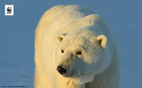 For Windows_1680 x 1050 / &copy;: David Jenkins / WWF-Canada