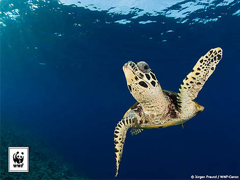  / &copy;: Jürgen Freund / WWF-Canon