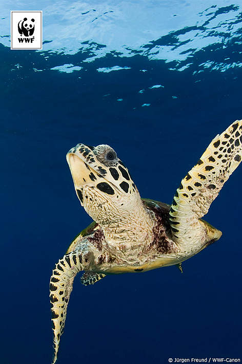  / &copy;: Jürgen Freund / WWF-Canon