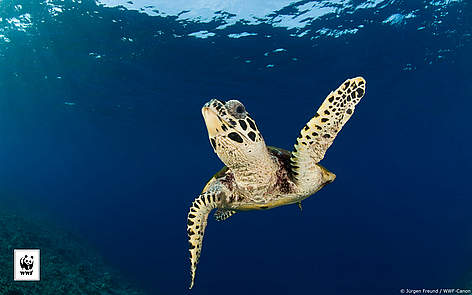  / &copy;: Jürgen Freund / WWF-Canon